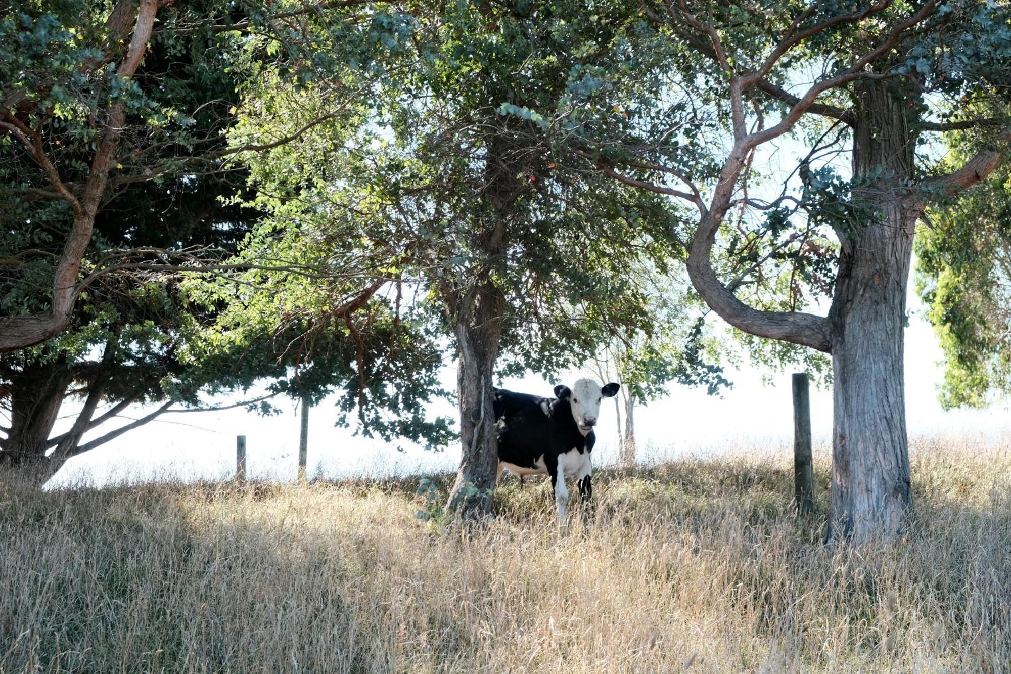 A Cabin With A Big View, Comfort And Tranquility, Close To Vines Martinborough Εξωτερικό φωτογραφία